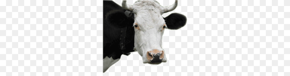 Cow, Animal, Cattle, Livestock, Mammal Free Png