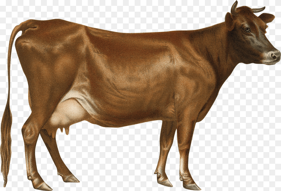 Cow Free Png