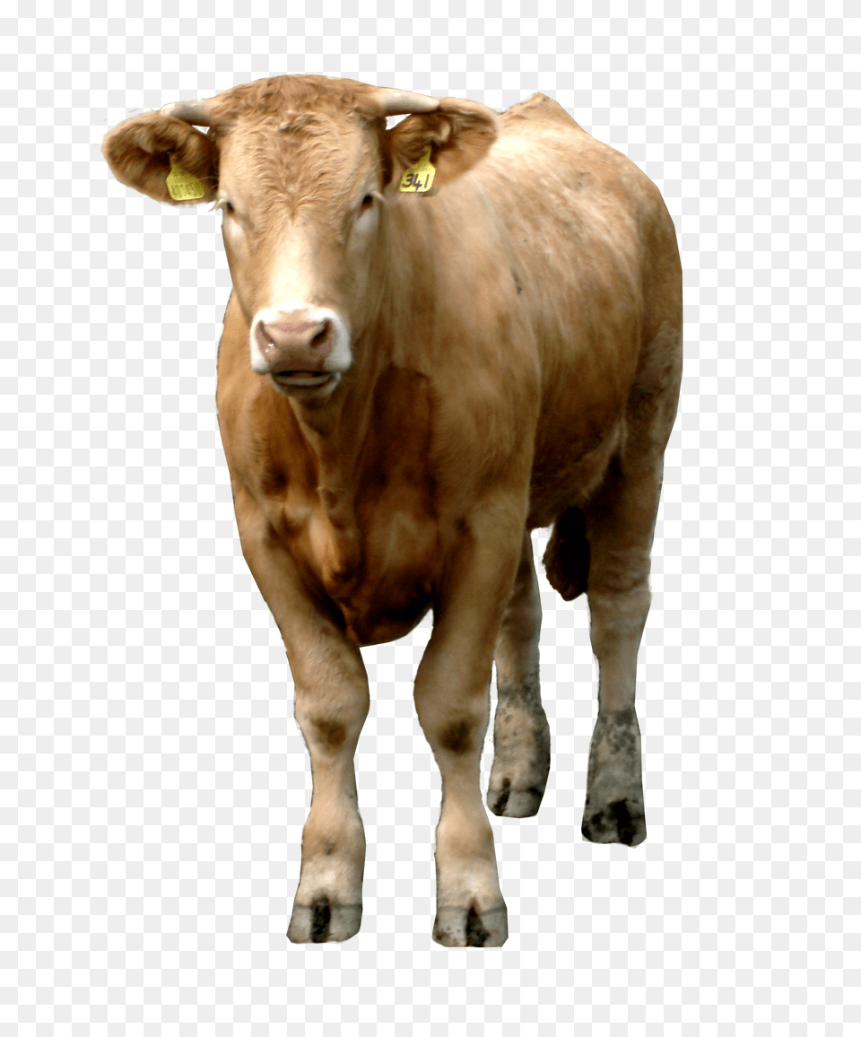 Cow, Animal, Cattle, Livestock, Mammal Free Png Download