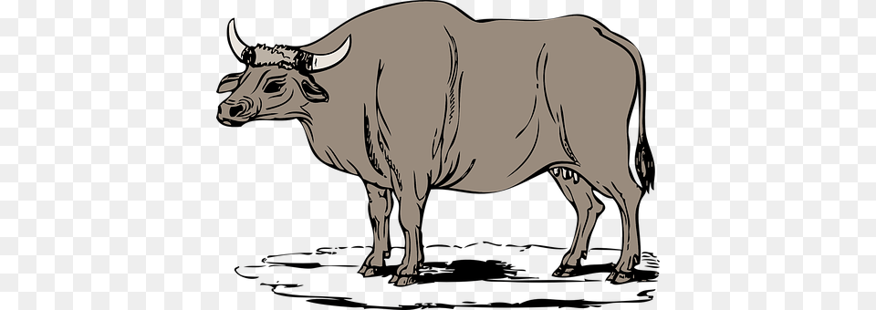 Cow Animal, Bull, Cattle, Livestock Png Image