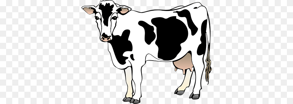 Cow Animal, Cattle, Dairy Cow, Livestock Png Image