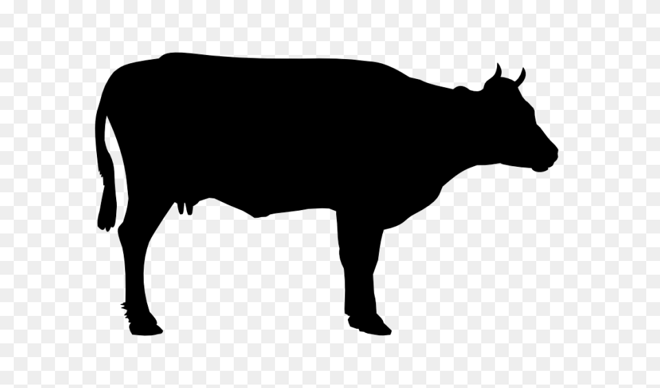 Cow, Gray Png