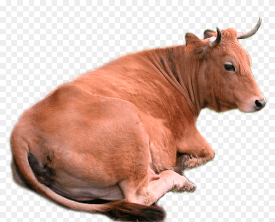 Cow, Animal, Bull, Cattle, Livestock Png Image