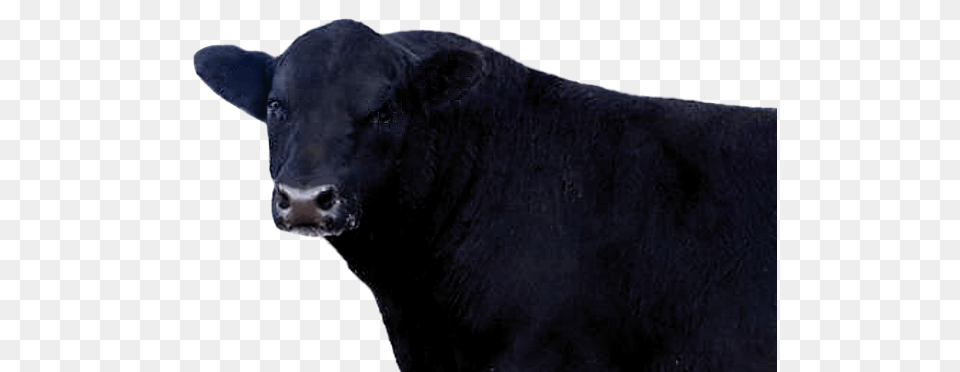 Cow, Angus, Animal, Bull, Cattle Free Png