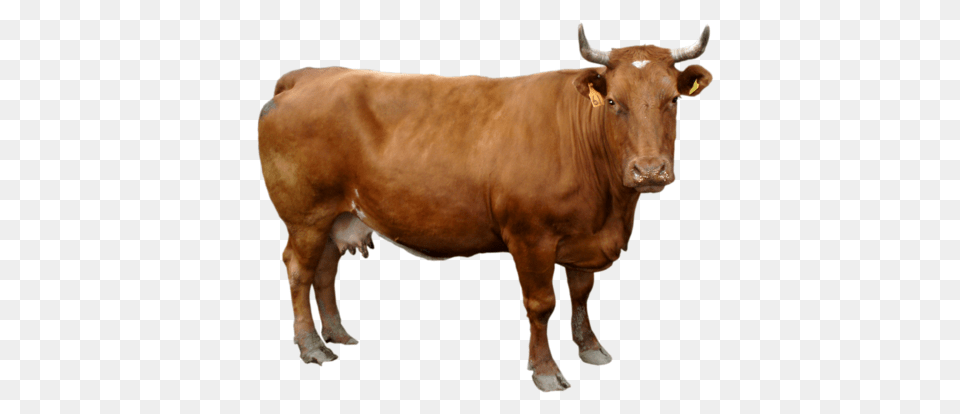 Cow, Animal, Bull, Cattle, Livestock Free Transparent Png