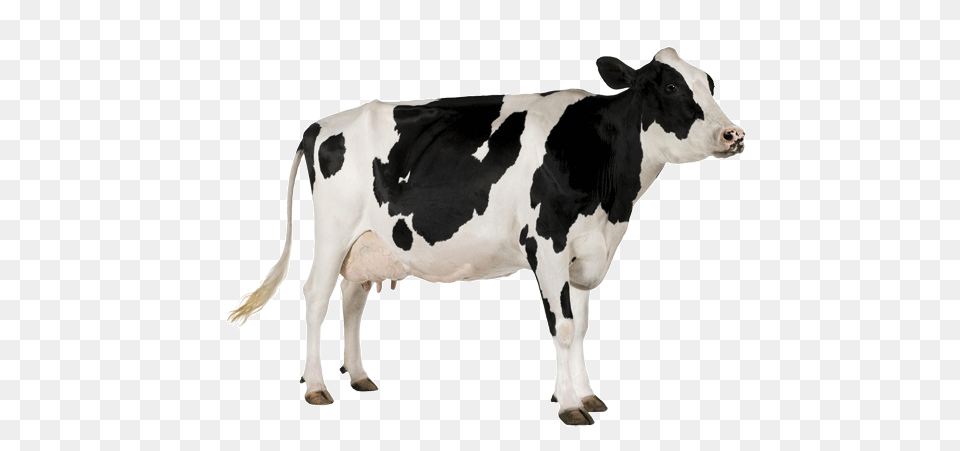 Cow, Animal, Cattle, Dairy Cow, Livestock Png Image