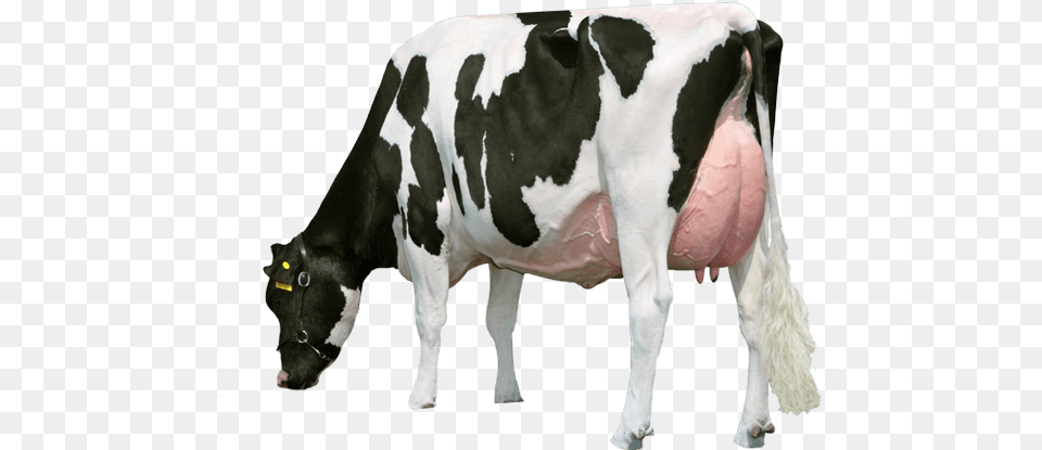 Cow, Animal, Cattle, Dairy Cow, Livestock Png