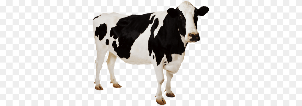 Cow, Animal, Cattle, Dairy Cow, Livestock Free Transparent Png