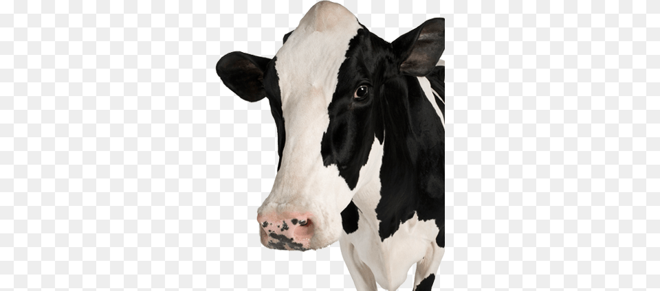 Cow, Animal, Cattle, Livestock, Mammal Free Png