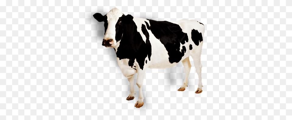 Cow, Animal, Cattle, Dairy Cow, Livestock Free Png Download