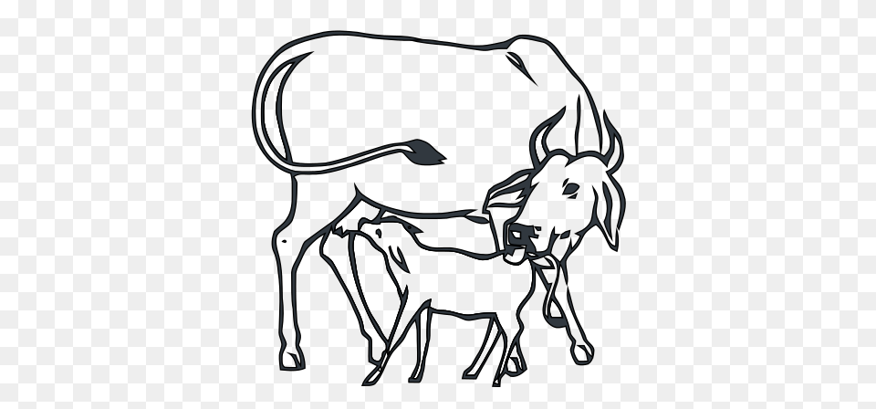 Cow And Calf Inc, Animal, Cattle, Livestock, Mammal Free Png Download