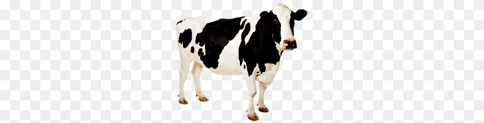 Cow And Clipart Free Download, Animal, Cattle, Dairy Cow, Livestock Png