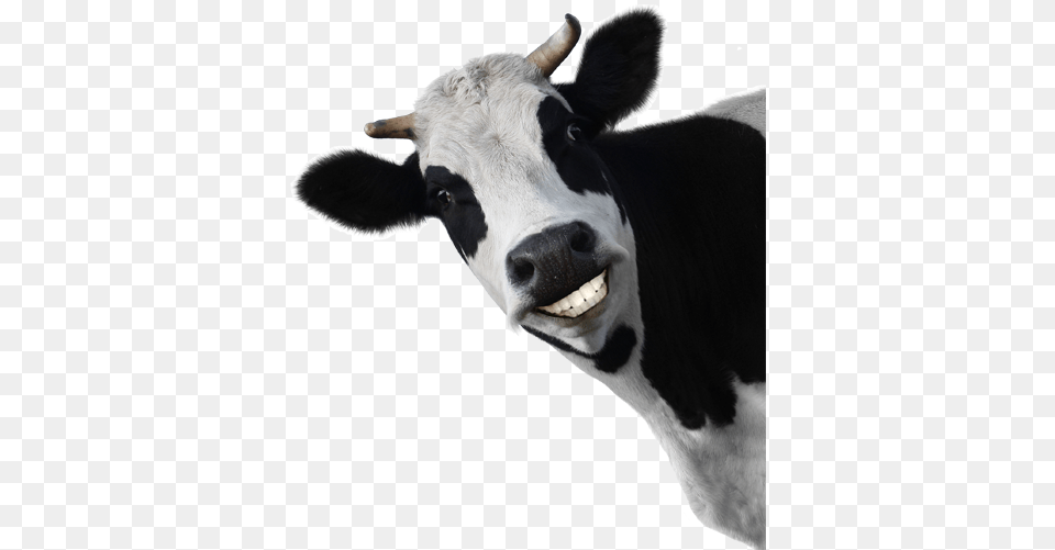 Cow Animal Clip Art Cows Cow Background Jpg, Cattle, Livestock, Mammal, Dairy Cow Free Png Download