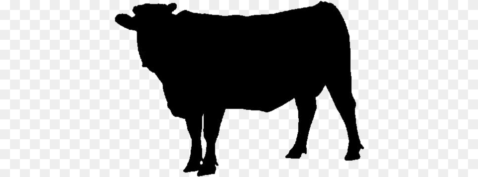 Cow Animal Hd Transparent Wallpaper Animal, Bull, Mammal, Angus, Cattle Png