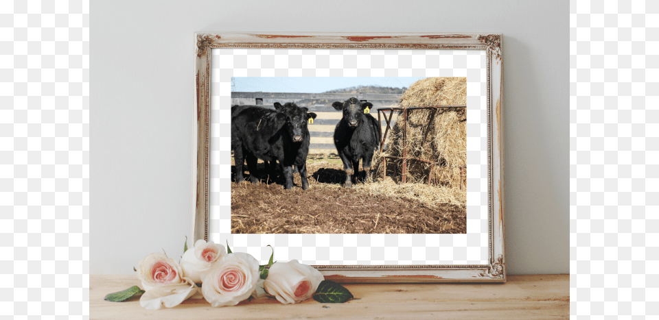 Cow Art Print Watercolor Painting, Animal, Rose, Cattle, Flower Png