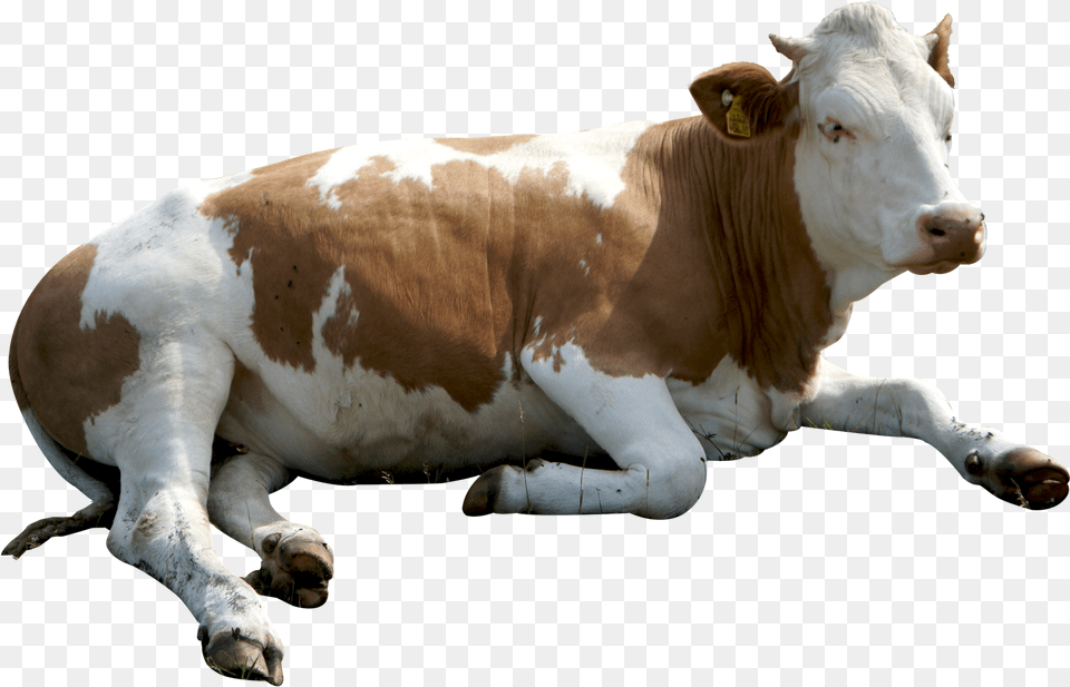 Cow Background Korovka Peredach, Animal, Cattle, Livestock, Mammal Free Transparent Png