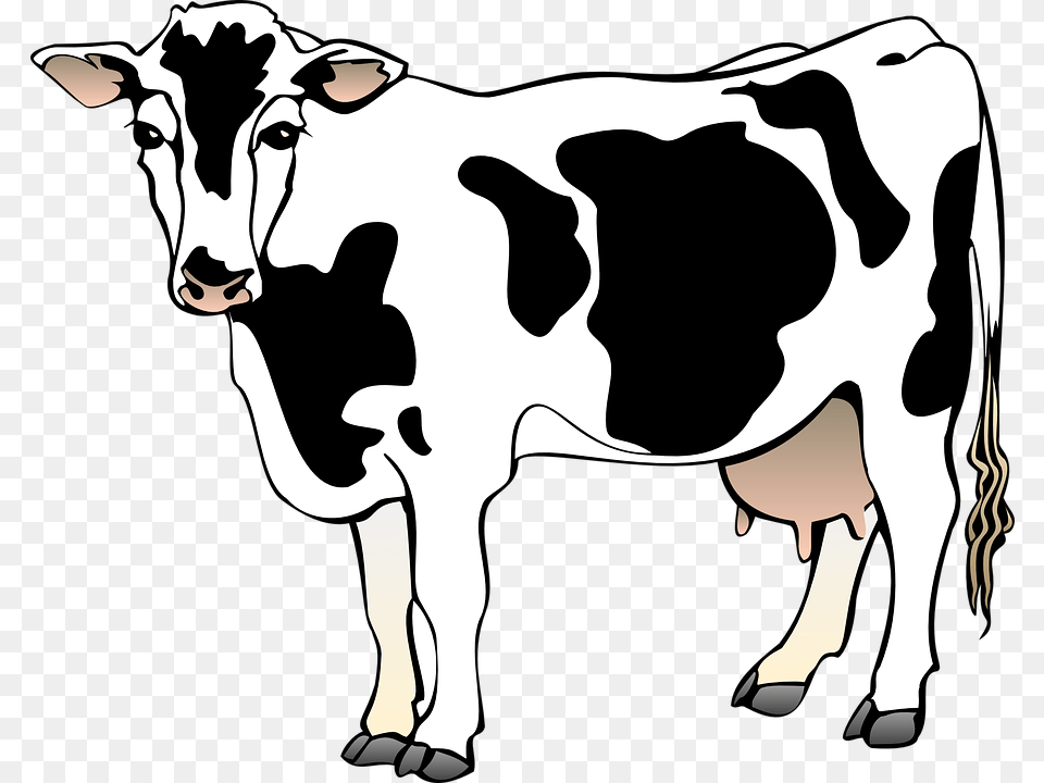 Cow Barn Farm Standing Animal Mammal Spots Cow Clipart, Dairy Cow, Cattle, Livestock, Person Png