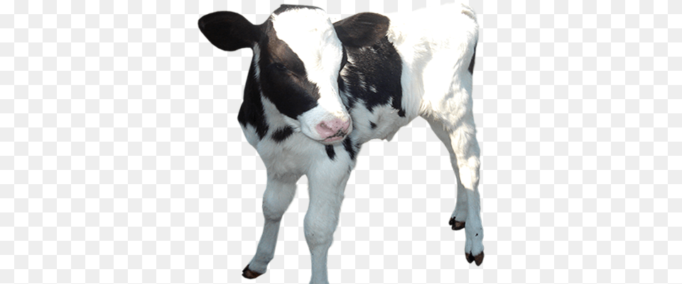 Cow Calf Baby Picture Baby Cow Background, Animal, Cattle, Livestock, Mammal Free Transparent Png
