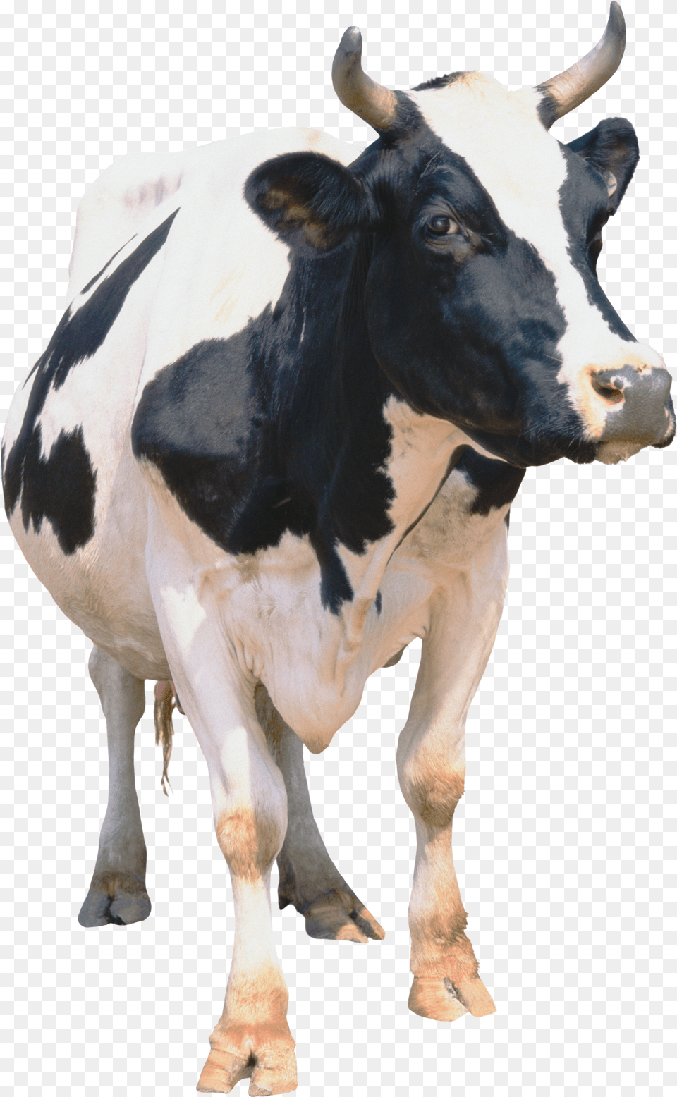 Cow Cattle Png Image
