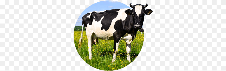 Cow Cattle, Animal, Dairy Cow, Livestock, Mammal Free Png Download
