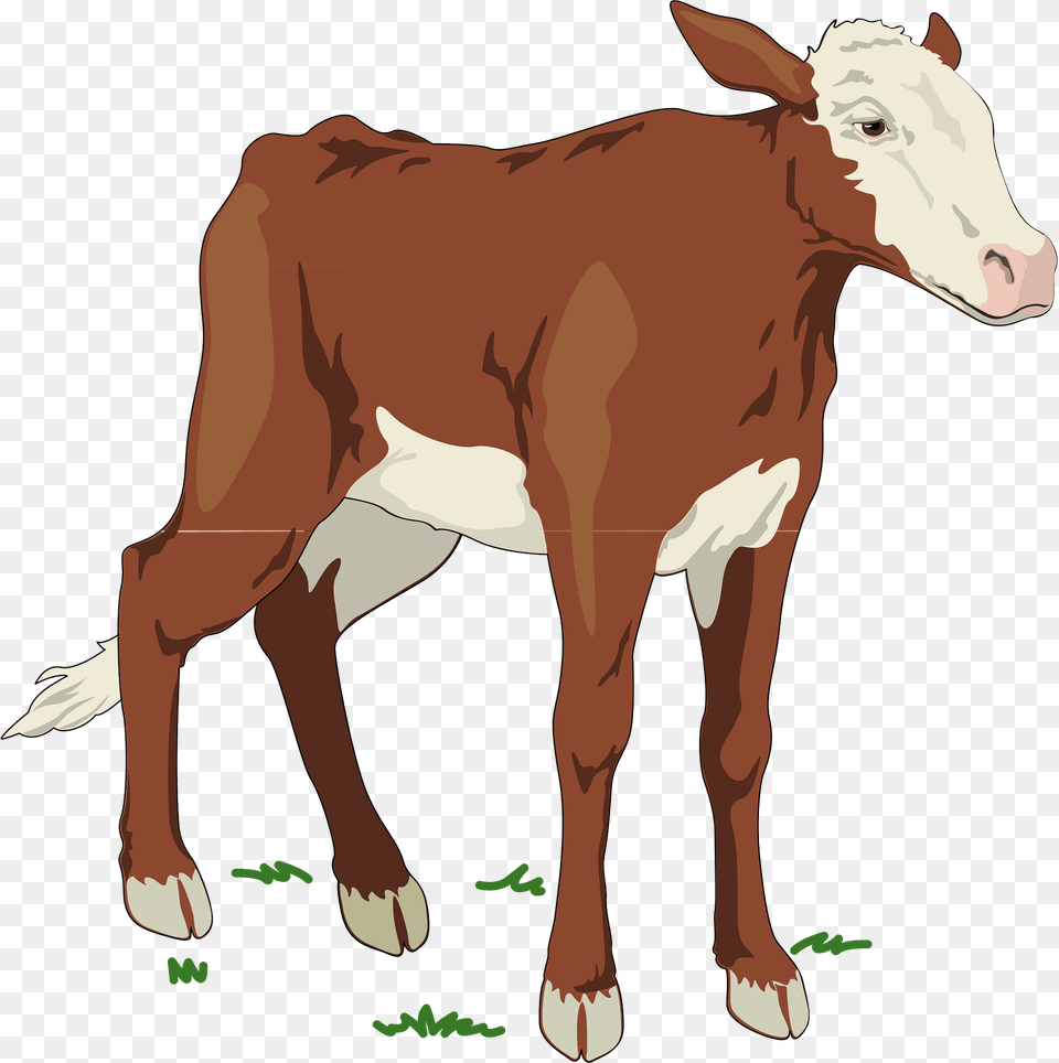 Cow Clipart, Animal, Calf, Cattle, Livestock Free Png Download