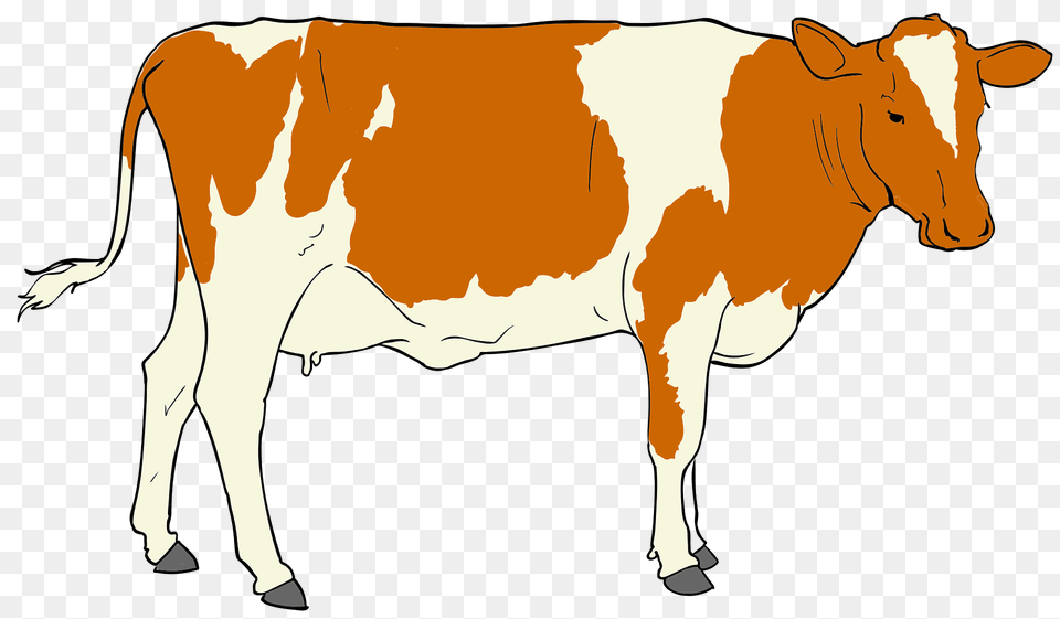 Cow Clipart, Animal, Cattle, Dairy Cow, Livestock Png