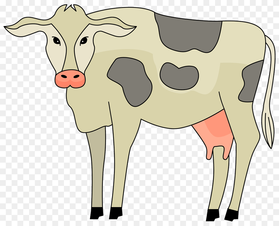 Cow Clipart, Animal, Cattle, Dairy Cow, Livestock Png Image