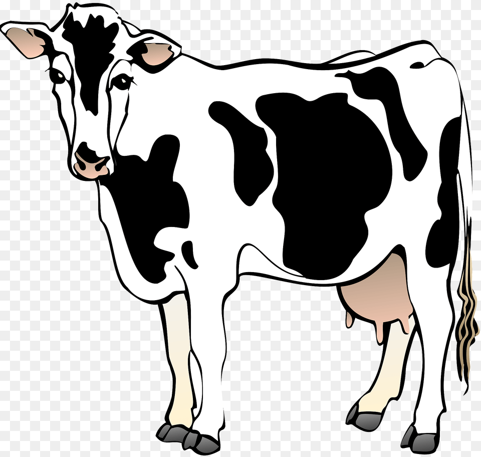 Cow Clipart, Animal, Cattle, Dairy Cow, Livestock Free Png Download