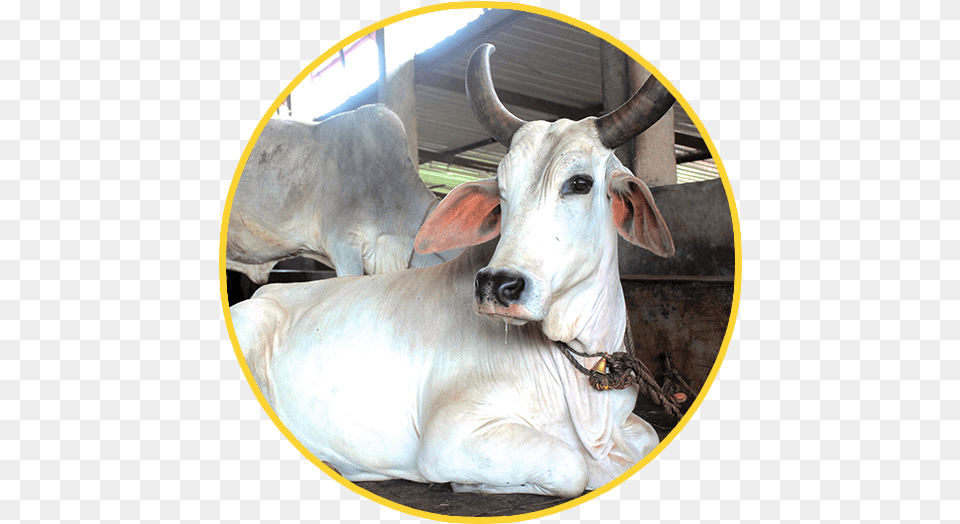 Cow Clipart Cow Indian Indian Cow Images Hd Download, Animal, Bull, Cattle, Livestock Png