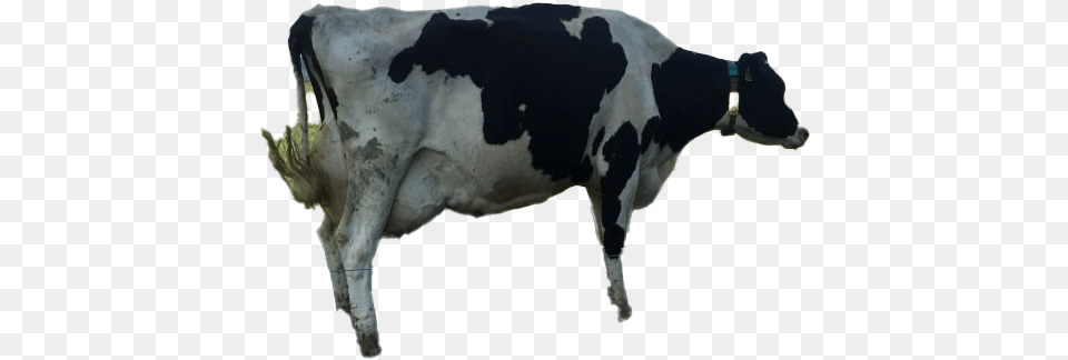 Cow Clipart Dairy Cow, Animal, Cattle, Dairy Cow, Livestock Free Png Download