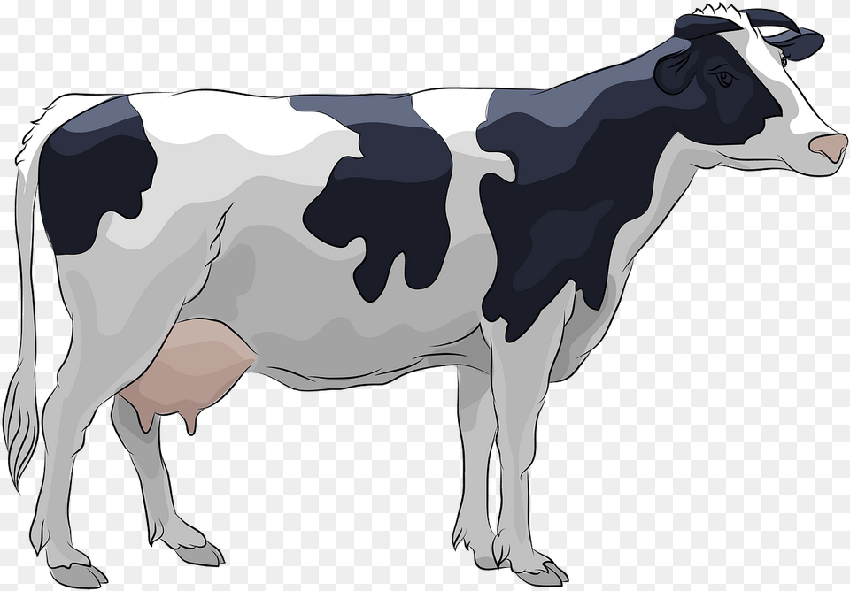 Cow Clipart Real Holstein Cow Clipart, Animal, Cattle, Dairy Cow, Livestock Png Image