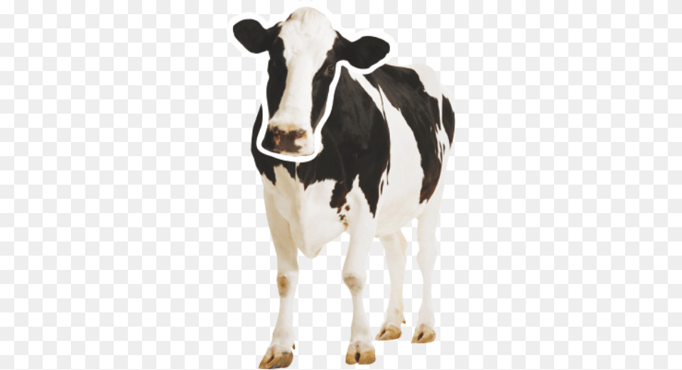 Cow Clone, Animal, Cattle, Dairy Cow, Livestock Free Png
