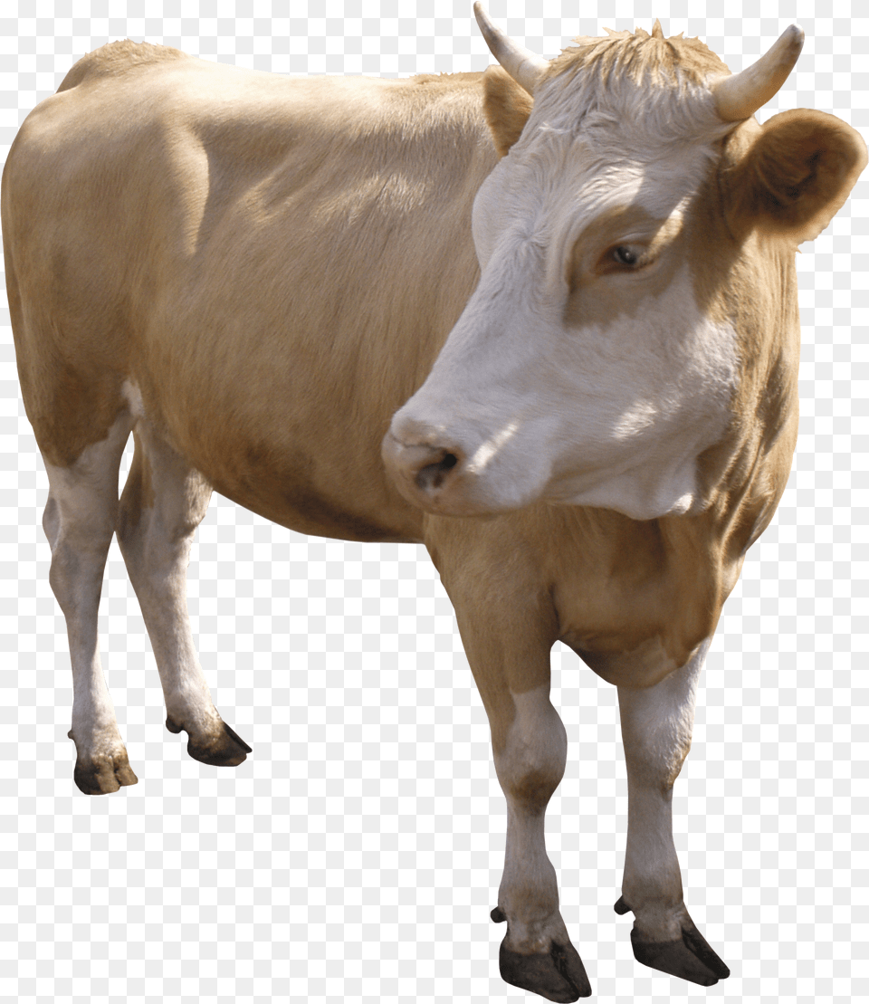 Cow Cow Png