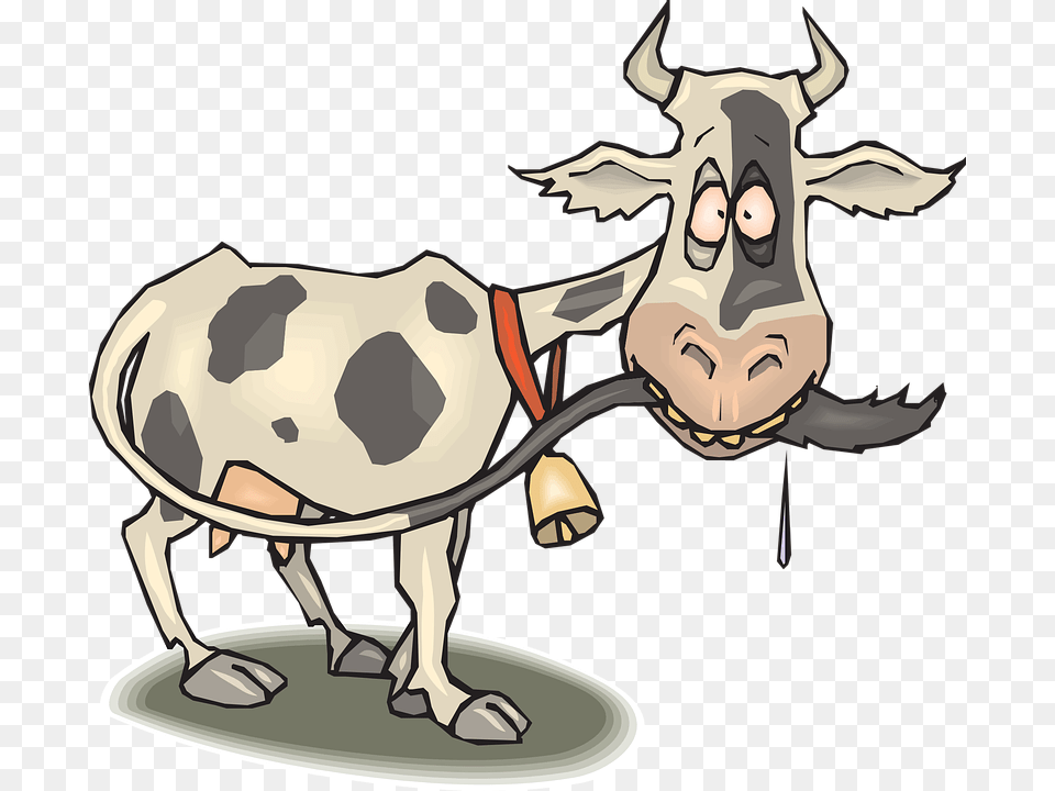 Cow Crazy Animal Tail Drooling Chewing Skinny Cow Cartoon, Mammal, Cattle, Dairy Cow, Livestock Png Image