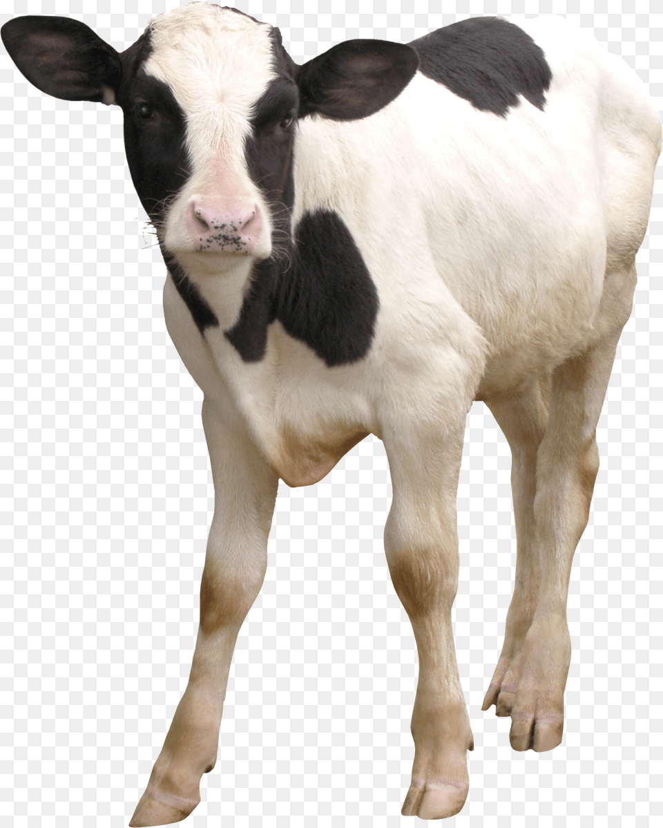 Cow Dairy Cattle, Animal, Calf, Livestock, Mammal Free Png