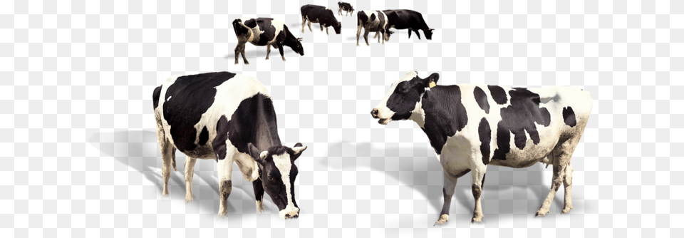 Cow Dairy Milk Taurus Cattle Image High Quality Dairy Milk High Quality, Animal, Dairy Cow, Livestock, Mammal Free Png