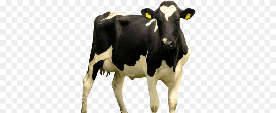 Cow Dairy Rp Cattle, Animal, Dairy Cow, Livestock, Mammal Png Image