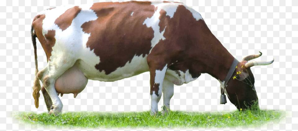 Cow Download Cow Images Hd, Animal, Cattle, Livestock, Mammal Free Transparent Png