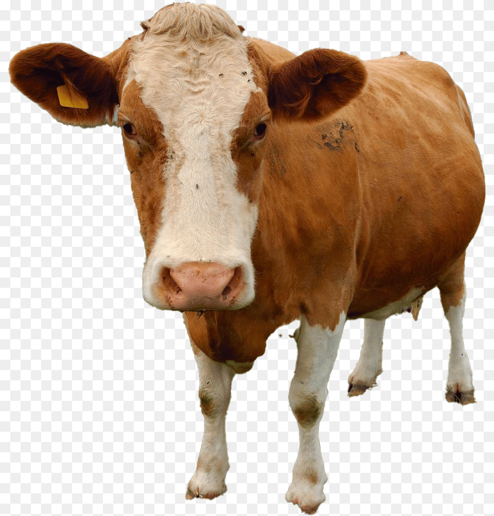 Cow Download Hewan Yang Tidak Mengalami Metamorfosis, Animal, Cattle, Livestock, Mammal Free Transparent Png