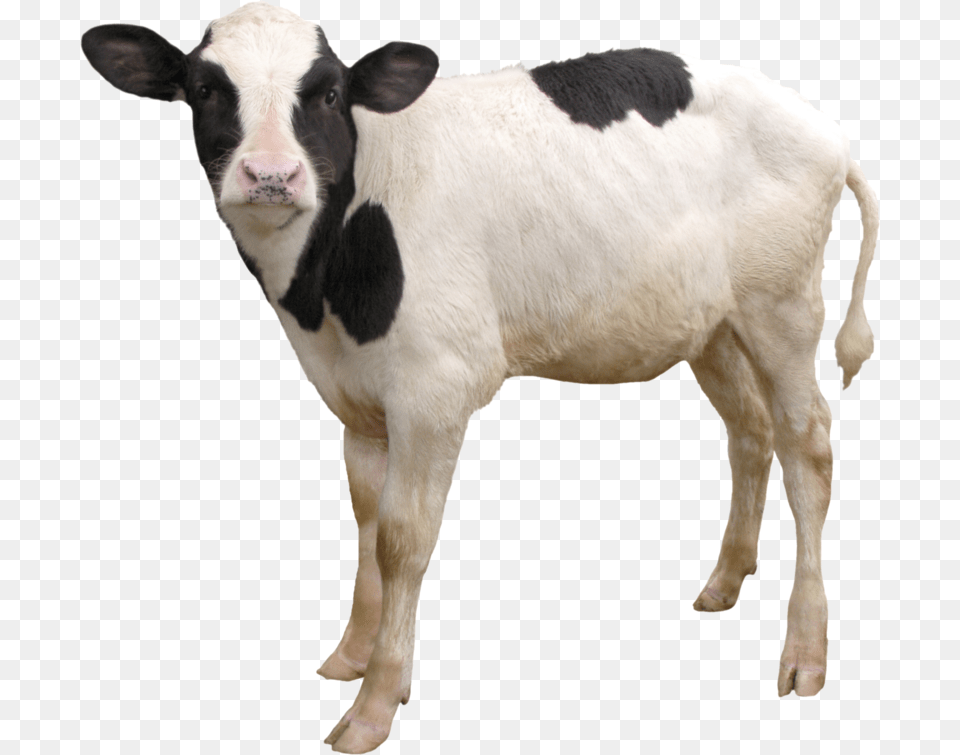 Cow Download With Transparent Background Transparent Calf, Animal, Cattle, Livestock, Mammal Png