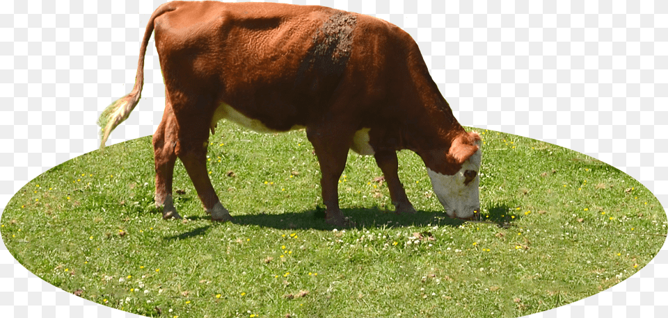 Cow Eating Grass Png Image