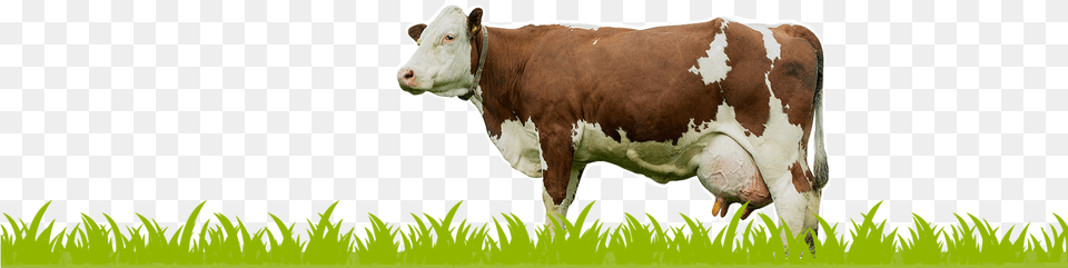 Cow Eating Grass, Animal, Cattle, Livestock, Mammal Free Transparent Png