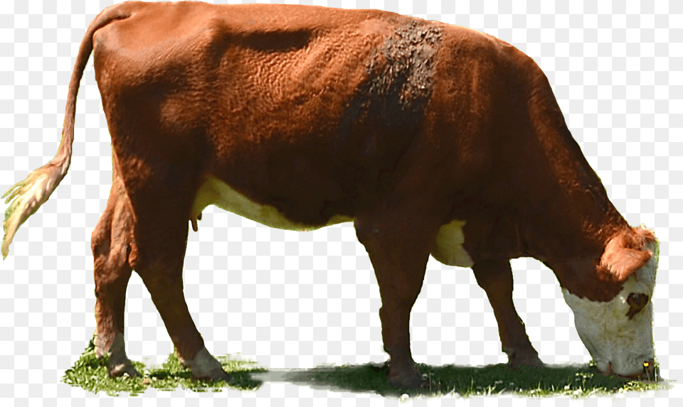 Cow Eating Grass Transparent, Animal, Cattle, Livestock, Mammal Free Png