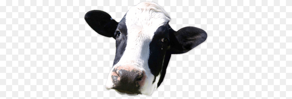 Cow Face, Animal, Cattle, Livestock, Mammal Png Image