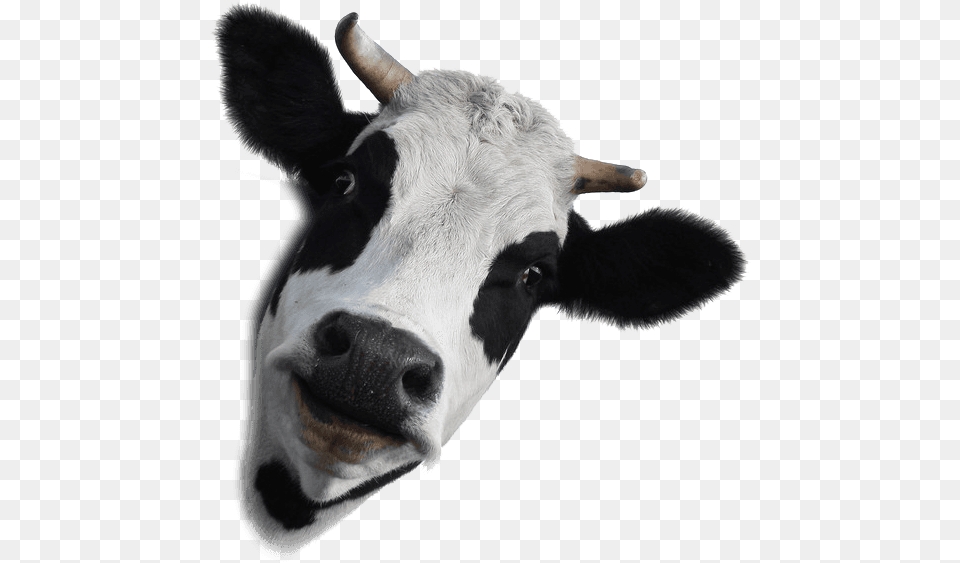 Cow Face Background, Animal, Cattle, Livestock, Mammal Free Transparent Png