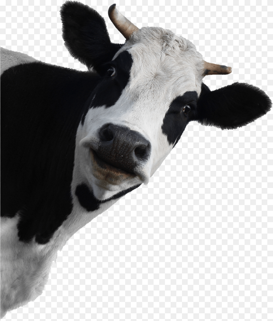 Cow Face Transparent Background, Animal, Cattle, Livestock, Mammal Free Png Download