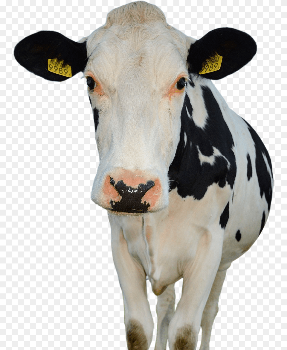 Cow Farm Animals Public Domain, Animal, Cattle, Dairy Cow, Livestock Free Transparent Png