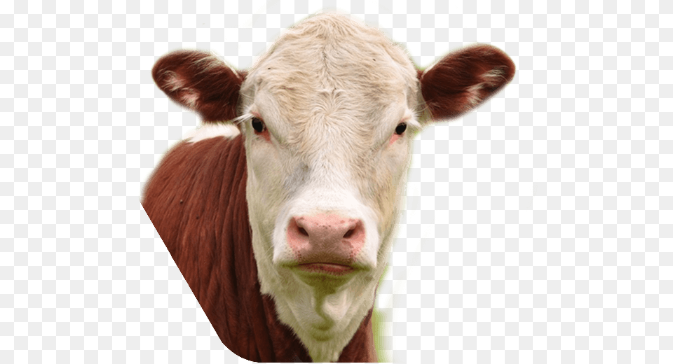 Cow Feed Cow Feed Holliston Cow, Animal, Cattle, Livestock, Mammal Free Png Download