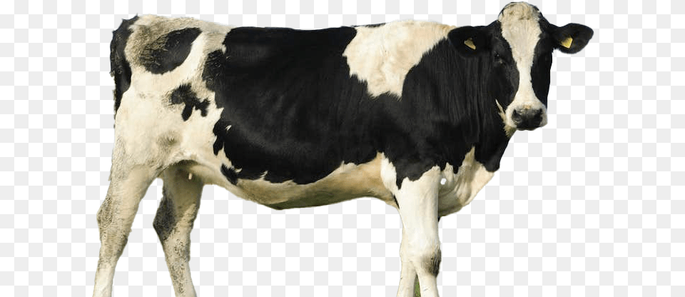 Cow File Fresh Milk Cow, Animal, Cattle, Dairy Cow, Livestock Free Png Download