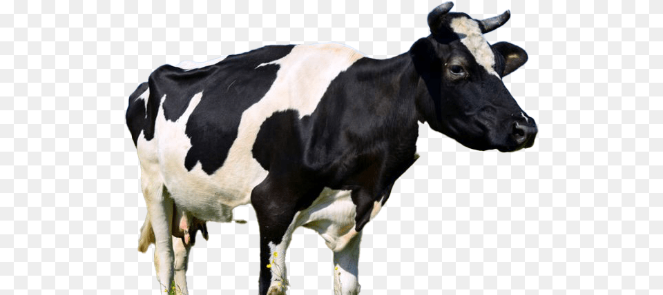 Cow Free Milk Cow, Animal, Cattle, Dairy Cow, Livestock Png